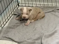 Momo, a female American Bully for sale in Rome, NY – 2 of 2