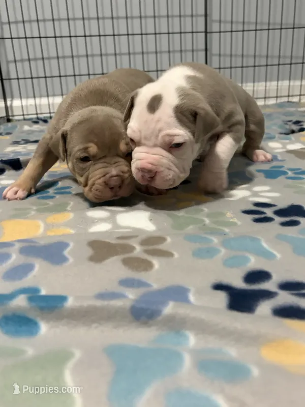 Aang  – American Bully puppy for sale in Rome, NY