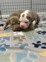 Aang , a male American Bully for sale in Rome, NY – 1 of 3