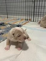 Appa, a male American Bully for sale in Rome, NY – 2 of 4