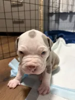 Aang , a male American Bully for sale in Rome, NY – 2 of 3