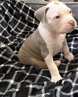 Aang, a male American Bully for sale in Rome, NY – 7 of 9