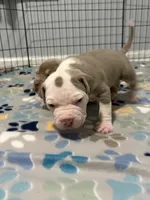 Aang , a male American Bully for sale in Rome, NY – 3 of 3
