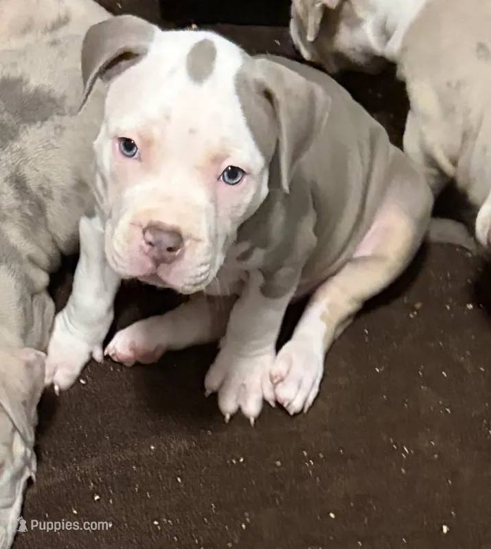 Aang – American Bully puppy for sale in Rome, NY