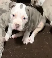 Aang, a male American Bully for sale in Rome, NY – 1 of 9