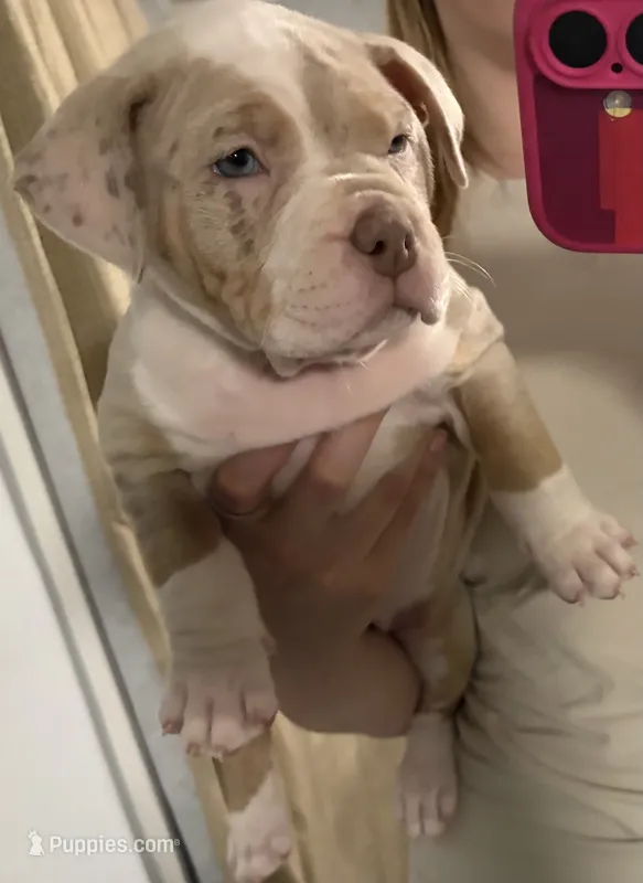 Appa – American Bully puppy for sale in Rome, NY