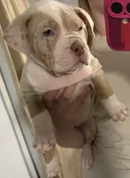Appa, a female American Bully for sale in Rome, NY – 1 of 10