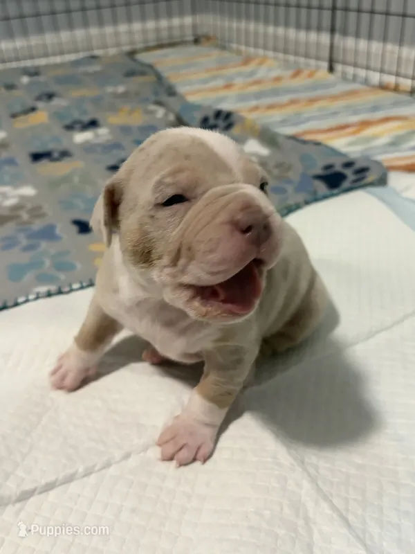 Appa – American Bully puppy for sale in Rome, NY