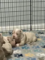 Appa, a male American Bully for sale in Rome, NY – 3 of 4