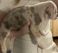 Sokka, a male American Bully for sale in Rome, NY – 4 of 5