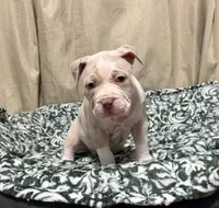 Suki, a female American Bully for sale in Rome, NY – 5 of 6