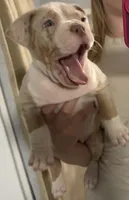 Appa, a female American Bully for sale in Rome, NY – 6 of 10