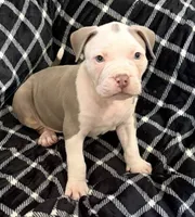 Aang, a male American Bully for sale in Rome, NY – 5 of 9