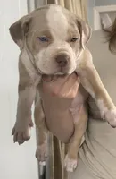 Momo , a female American Bully for sale in Rome, NY – 5 of 6