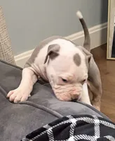 Aang, a male American Bully for sale in Rome, NY – 2 of 9