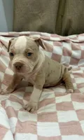 Momo , a female American Bully for sale in Rome, NY – 2 of 6