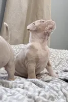Appa, a female American Bully for sale in Rome, NY – 9 of 10