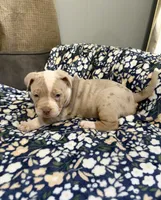 Appa, a female American Bully for sale in Rome, NY – 5 of 10