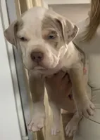 Sokka, a male American Bully for sale in Rome, NY – 3 of 5