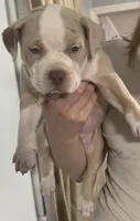 Momo , a female American Bully for sale in Rome, NY – 4 of 6