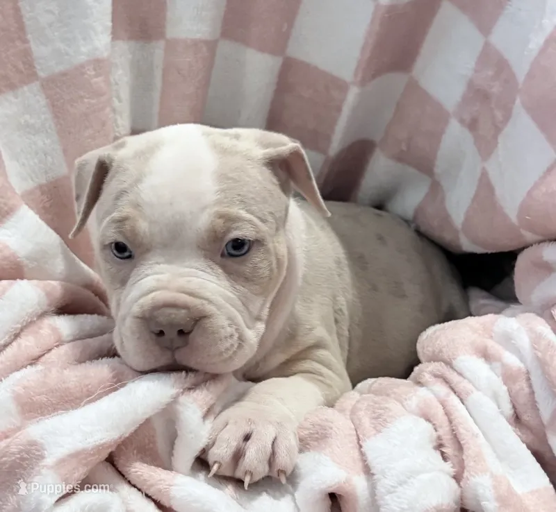 Momo  – American Bully puppy for sale in Rome, NY