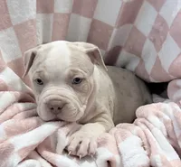 Momo , a female American Bully for sale in Rome, NY – 1 of 6