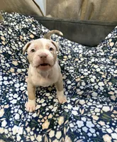 Appa, a female American Bully for sale in Rome, NY – 3 of 10