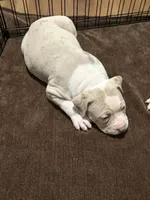 Suki, a female American Bully for sale in Rome, NY – 4 of 6