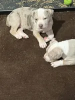 Sokka, a male American Bully for sale in Rome, NY – 5 of 5