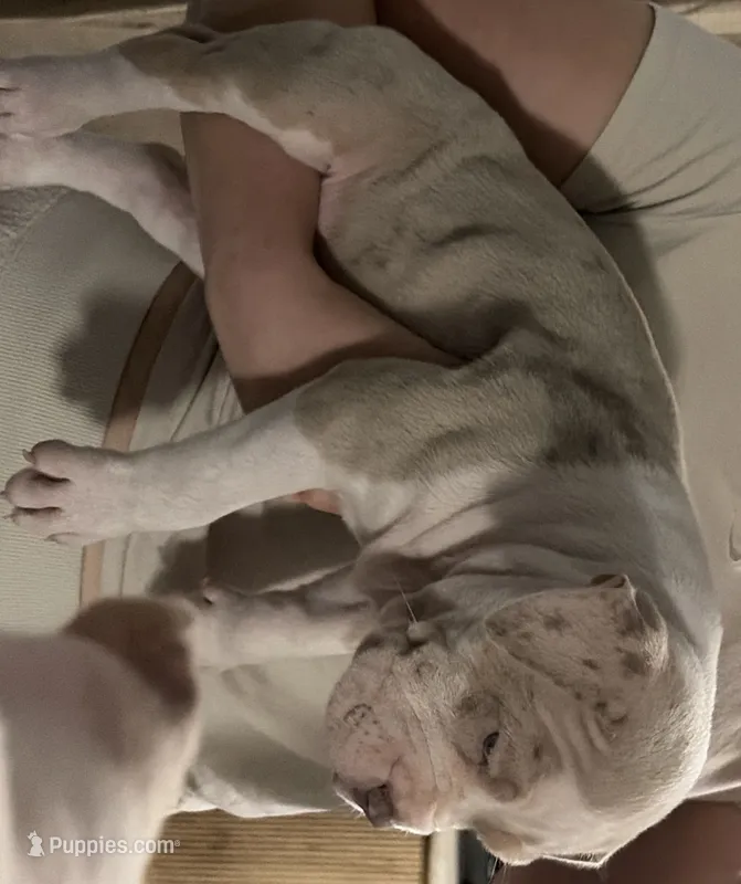 Suki – American Bully puppy for sale in Rome, NY