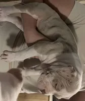Suki, a female American Bully for sale in Rome, NY – 1 of 6