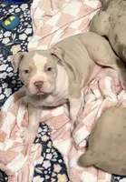 Suki, a female American Bully for sale in Rome, NY – 2 of 6