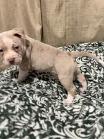 Suki, a female American Bully for sale in Rome, NY – 6 of 6