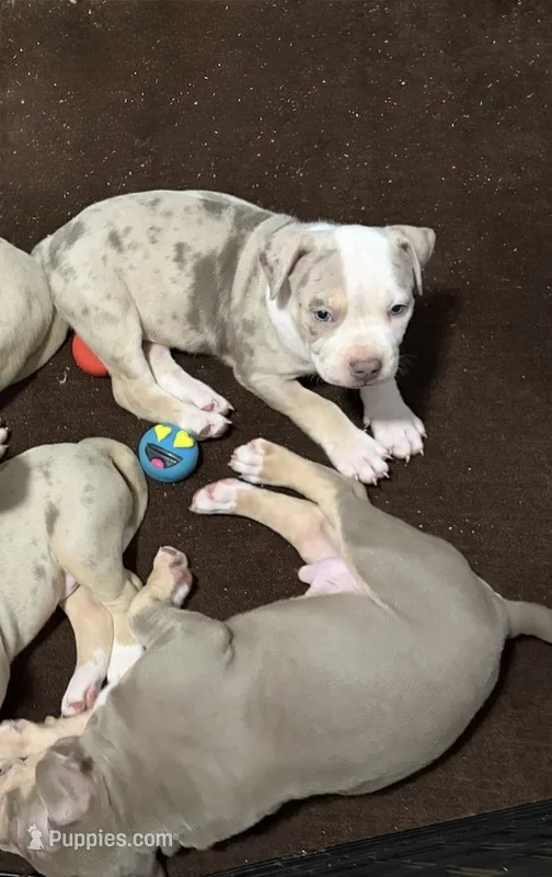 Sokka – American Bully puppy for sale in Rome, NY