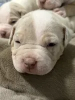 Appa, a male American Bully for sale in Rome, NY – 4 of 4