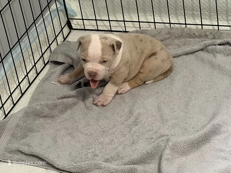 Momo – American Bully puppy for sale in Rome, NY