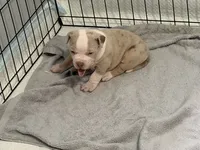 Momo, a female American Bully for sale in Rome, NY – 1 of 2