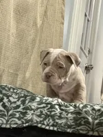 Appa, a female American Bully for sale in Rome, NY – 8 of 10