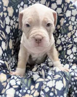 Appa, a female American Bully for sale in Rome, NY – 10 of 10