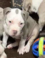 Aang, a male American Bully for sale in Rome, NY – 3 of 9