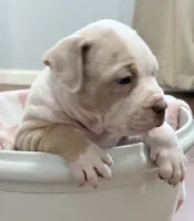 Momo , a female American Bully for sale in Rome, NY – 3 of 6