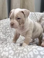 Appa, a female American Bully for sale in Rome, NY – 4 of 10