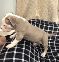 Aang, a male American Bully for sale in Rome, NY – 4 of 9
