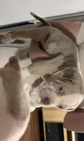 Momo , a female American Bully for sale in Rome, NY – 6 of 6