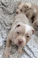 Appa, a female American Bully for sale in Rome, NY – 7 of 10