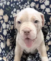 Appa, a female American Bully for sale in Rome, NY – 2 of 10