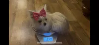 Foxy, a female Chihuahua and Yorkshire Terrier for sale in Smithfield, NC – 2 of 5