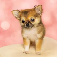 JoJo, a female Chihuahua for sale in Smithfield, NC – Photo 4 of 5