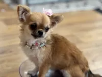 JoJo, a female Chihuahua for sale in Smithfield, NC – Photo 5 of 5