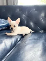 Jimmy, a male Chihuahua for sale in Smithfield, NC – Photo 1 of 6